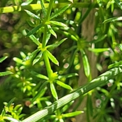 Asperula conferta (Common Woodruff) at Moncrieff, ACT - 9 Feb 2024 by trevorpreston