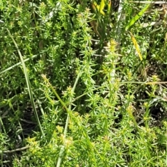 Asperula conferta at Moncrieff, ACT - 9 Feb 2024