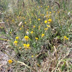 Chrysocephalum apiculatum at Jacka, ACT - 9 Feb 2024