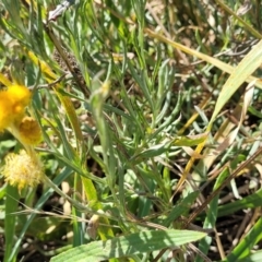 Chrysocephalum apiculatum at Jacka, ACT - 9 Feb 2024