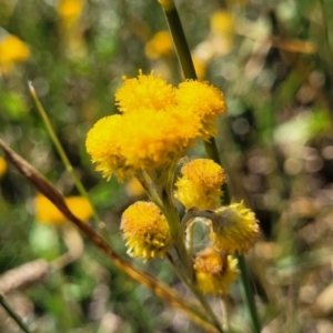 Chrysocephalum apiculatum at Jacka, ACT - 9 Feb 2024