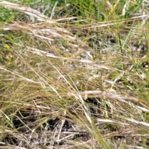 Austrostipa scabra at Jacka, ACT - 9 Feb 2024 03:57 PM