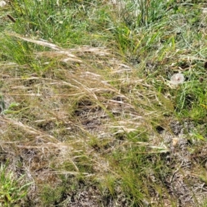 Austrostipa scabra at Jacka, ACT - 9 Feb 2024