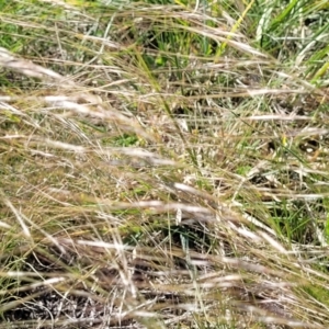 Austrostipa scabra at Jacka, ACT - 9 Feb 2024