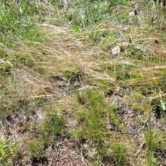 Austrostipa scabra at Jacka, ACT - 9 Feb 2024