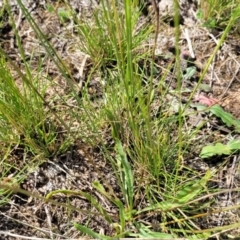 Austrostipa scabra at Jacka, ACT - 9 Feb 2024