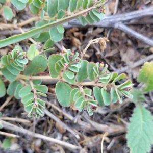 Euphorbia dallachyana at Jacka, ACT - 9 Feb 2024