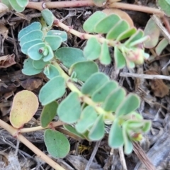 Euphorbia dallachyana at Jacka, ACT - 9 Feb 2024