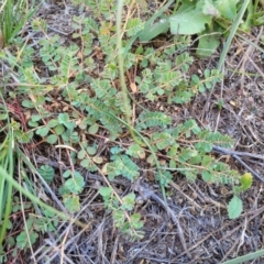 Euphorbia dallachyana at Jacka, ACT - 9 Feb 2024