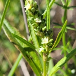 Persicaria prostrata at Moncrieff, ACT - 9 Feb 2024 03:52 PM