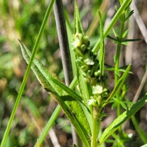 Persicaria prostrata at Moncrieff, ACT - 9 Feb 2024 03:52 PM