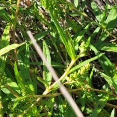 Persicaria prostrata at Moncrieff, ACT - 9 Feb 2024 03:52 PM