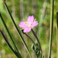 Epilobium billardiereanum subsp. cinereum (Hairy Willow Herb) at Moncrieff, ACT - 9 Feb 2024 by trevorpreston