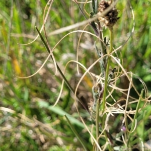 Epilobium billardiereanum subsp. cinereum at Moncrieff, ACT - 9 Feb 2024