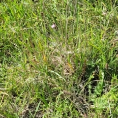 Epilobium billardiereanum subsp. cinereum at Moncrieff, ACT - 9 Feb 2024