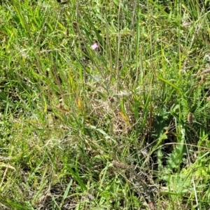 Epilobium billardiereanum subsp. cinereum at Moncrieff, ACT - 9 Feb 2024