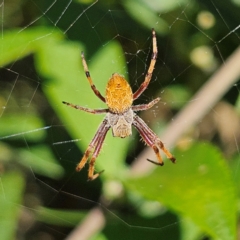 Hortophora sp. (genus) (Garden orb weaver) at Braidwood, NSW - 9 Feb 2024 by MatthewFrawley