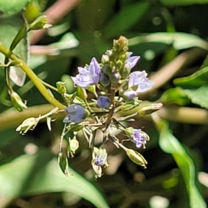 Veronica anagallis-aquatica at Moncrieff, ACT - 9 Feb 2024