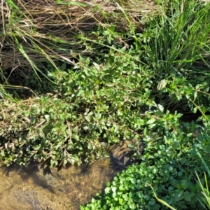 Veronica anagallis-aquatica at Moncrieff, ACT - 9 Feb 2024