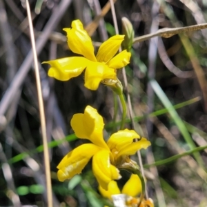 Goodenia pinnatifida at Moncrieff, ACT - 9 Feb 2024