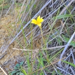 Goodenia pinnatifida at Moncrieff, ACT - 9 Feb 2024