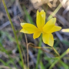 Goodenia pinnatifida at Moncrieff, ACT - 9 Feb 2024 03:46 PM