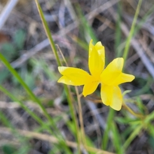 Goodenia pinnatifida at Moncrieff, ACT - 9 Feb 2024 03:46 PM