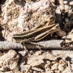 Macrotona australis (Common Macrotona Grasshopper) at Bullen Range - 2 Feb 2024 by SWishart