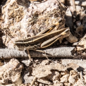 Macrotona australis at Bullen Range - 2 Feb 2024 09:33 AM