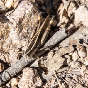 Macrotona australis at Bullen Range - 2 Feb 2024 09:33 AM