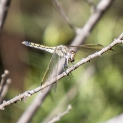 Orthetrum caledonicum (Blue Skimmer) at Bullen Range - 2 Feb 2024 by SWishart