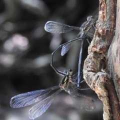 Austroargiolestes icteromelas (Common Flatwing) at Macquarie Pass - 7 Feb 2024 by GlossyGal