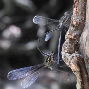 Austroargiolestes icteromelas at Macquarie Pass - 7 Feb 2024