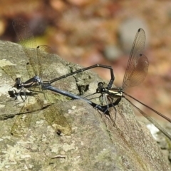 Austroargiolestes icteromelas at Macquarie Pass - 7 Feb 2024 11:22 AM