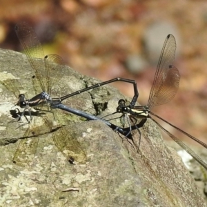 Austroargiolestes icteromelas at Macquarie Pass - 7 Feb 2024 11:22 AM