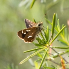 Dispar compacta at Bullen Range - 2 Feb 2024