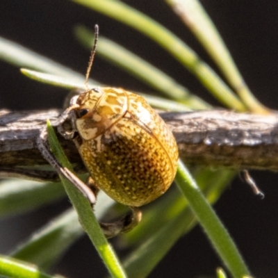 Paropsisterna decolorata (A Eucalyptus leaf beetle) at Bullen Range - 2 Feb 2024 by SWishart