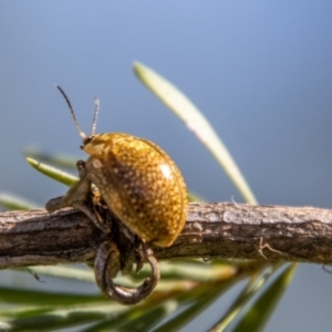 Paropsisterna decolorata at Bullen Range - 2 Feb 2024