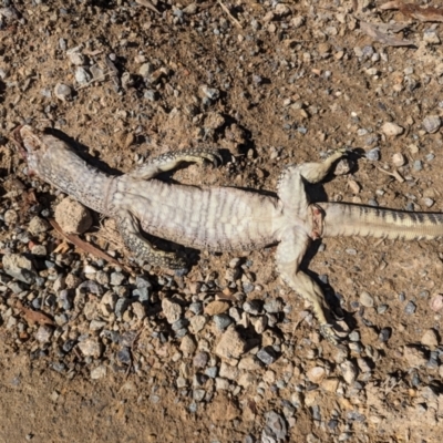 Varanus rosenbergi (Heath or Rosenberg's Monitor) at Booth, ACT - 6 Feb 2024 by HelenCross