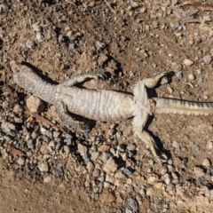 Varanus rosenbergi (Heath or Rosenberg's Monitor) at Booth, ACT - 6 Feb 2024 by HelenCross