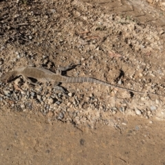 Varanus rosenbergi at Namadgi National Park - 7 Feb 2024