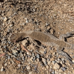 Varanus rosenbergi at Namadgi National Park - 7 Feb 2024