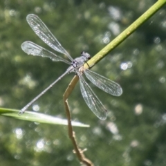 Austroargiolestes icteromelas (Common Flatwing) at Bullen Range - 1 Feb 2024 by SWishart