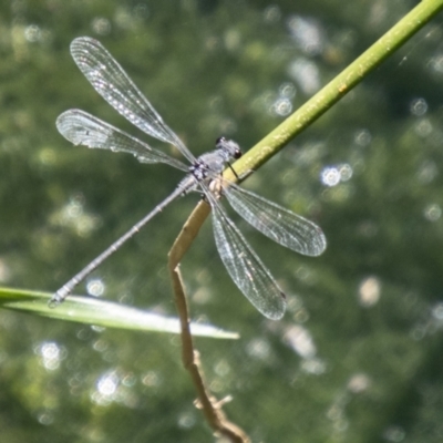 Austroargiolestes icteromelas (Common Flatwing) at Bullen Range - 2 Feb 2024 by SWishart