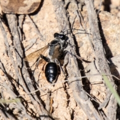 Tiphiidae (family) (Unidentified Smooth flower wasp) at Bullen Range - 2 Feb 2024 by SWishart