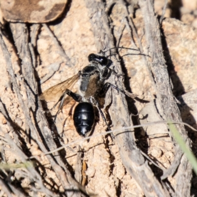 Tiphiidae sp. (family) (Unidentified Smooth flower wasp) at Bullen Range - 1 Feb 2024 by SWishart