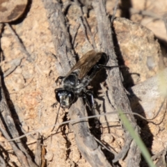 Tiphiidae (family) at Bullen Range - 2 Feb 2024 10:22 AM