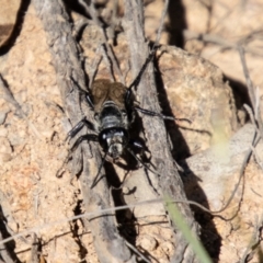 Tiphiidae (family) at Bullen Range - 2 Feb 2024 10:22 AM