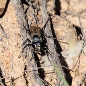 Tiphiidae (family) at Bullen Range - 2 Feb 2024 10:22 AM