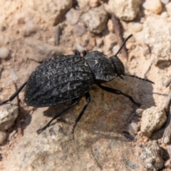 Nyctozoilus reticulatus (Darkling beetle) at Bullen Range - 2 Feb 2024 by SWishart